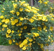 Yellow Roses brought to Central City by Cornish Miners in the 1860's