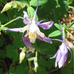 Columbine bloom at Lookout Mountain Nature Center