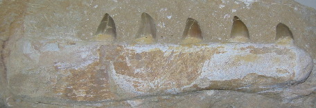 Jaw bone with teeth of some extinct meat eater
