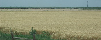 wheat field Greeley Colorado