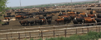Feed lot East of Greeley Colorado