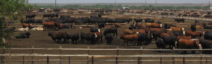 Feed lot East of Greeley Colorado