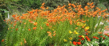plants Greeley Colorado