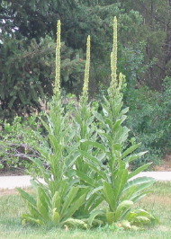 Mullein or Verbascum is commonly known as Cowboy Toilet Paper