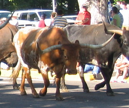 longghorn cattle Greeley  parade