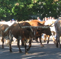 Longhorn Cattle Greeley 4th July Parade