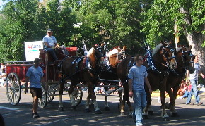 Draft Horses Greeley, Colorado 4th of July Stampede Rodeo Parade