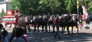 Mule Team pulling the Coors wagon Greeley Colorado