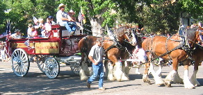 Draft Horses Greeley, Colorado 4th of July Stampede Rodeo Parade