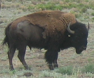 Buffalo & Cattle ranches seem to be the main form of income along SR-9 south of Hartsel
