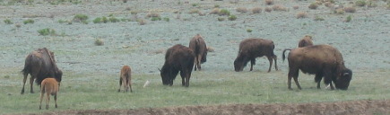 Buffalo grazing on the short-grass prairie between Hartsel and Parkdale, Colorado