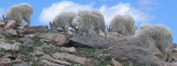 Mountain goats near Mt Evans summit