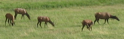 Elk grazing in open space in Evergreen, Colorado
