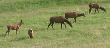 Elk grazing in open space in Evergreen, Colorado