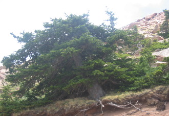 Gnarled tree on Pikes Peak