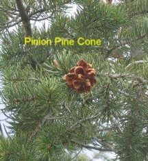 Pinion Pine cone