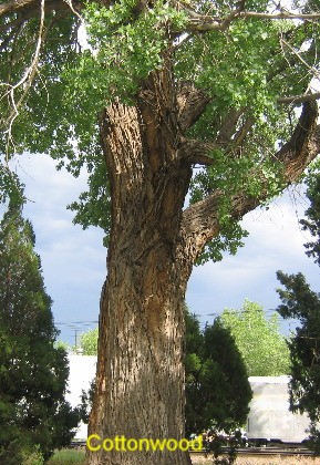 Huge Cottonwood Tree in Canon City near Arkansas River