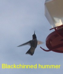 Blackchinned hummingbird