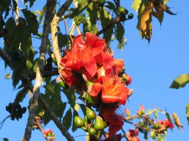 bloom red silk floss tree