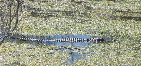 Alligator in Canal