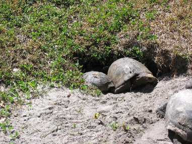 gopher tortise