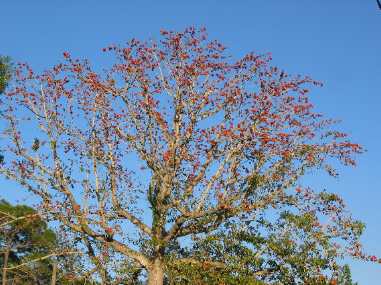 Red Silk Floss tree in bloom