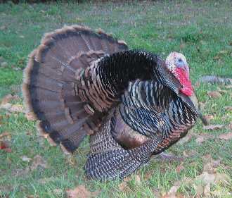 florida turkey