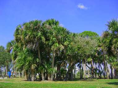 Native sabal palms in city park on Indian River in Grant, Florida