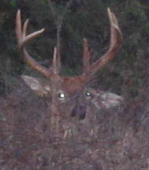 Nice buck in Lake Louisa State Park on US-27 south of Clermont, Florida
