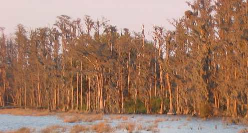 Cypress trees lining Dixie Lake in Lake Louisa State Park south of Clermont, Florida