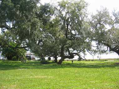 Live Oak trees on Lake Harris in Central Florida