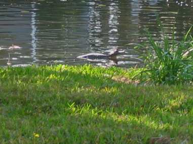 Small alligator sunning near a residential yard in Central Florida