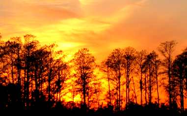 Sunset through the pines in Lake Louisa State Park