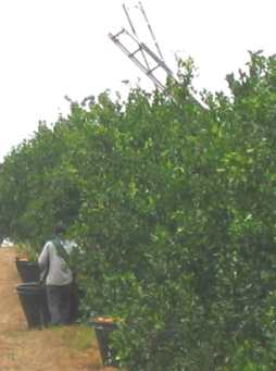 Workers on ladders have already harvested the citrus off these trees