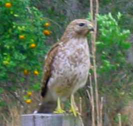 Hawk looking for dinner in Lake Louisa State Park 