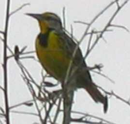 It is winter and this meadow lark was "snow birding" in Central Florida like many others