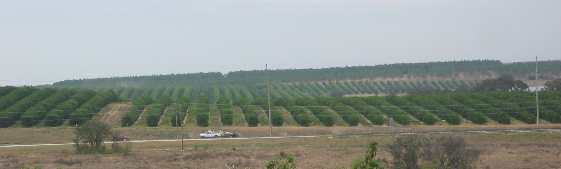 Typical Central Florida citrus grove
