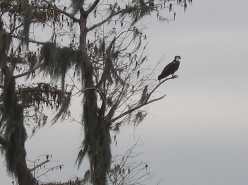 Osprey are as much of Central Florida as citrus groves