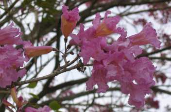 Pink Trumpet tree in full bloom in Mount Dora