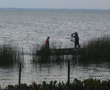 Two men cast netting for wild talapia in Lake Apopka