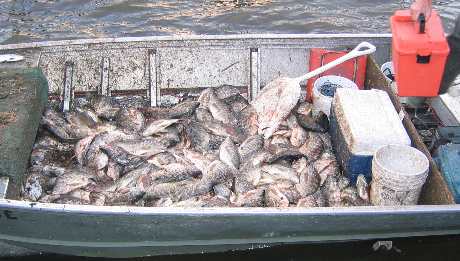 A boat load of wild talapia from Lake Apopka