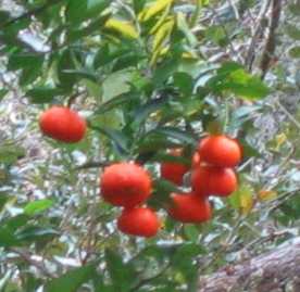 Tangerine tree with ripe fruit
