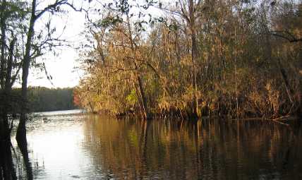 Spring Run at Manatee Springs and the Suwannee River