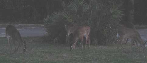 Deer feeding in parking lot at Manatee Springs in Manatee Springs State Park