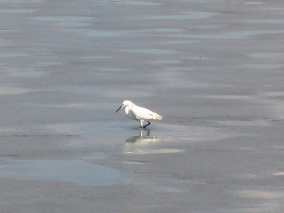 Snowy egret on shallow tidal flat near Cedar Key