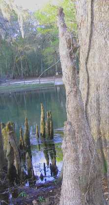 Cypress knees in the spring run from Manatee Springs