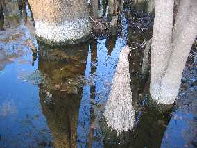 Cypress Knees on display around Manatee Springs in Manatee Springs State Park