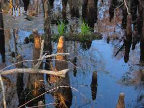 Cypress knees in the sweet light at the end of a perfect day