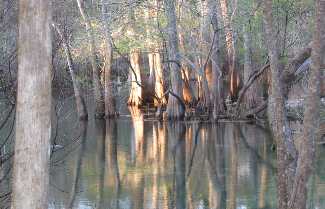 Swamp trees reflecting in the shallow water of the flood plain around the Suwanee River 