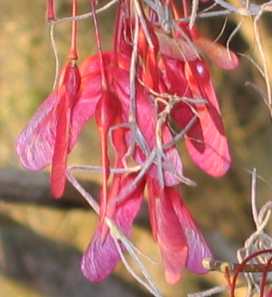 Red maple or swamp maple seeds